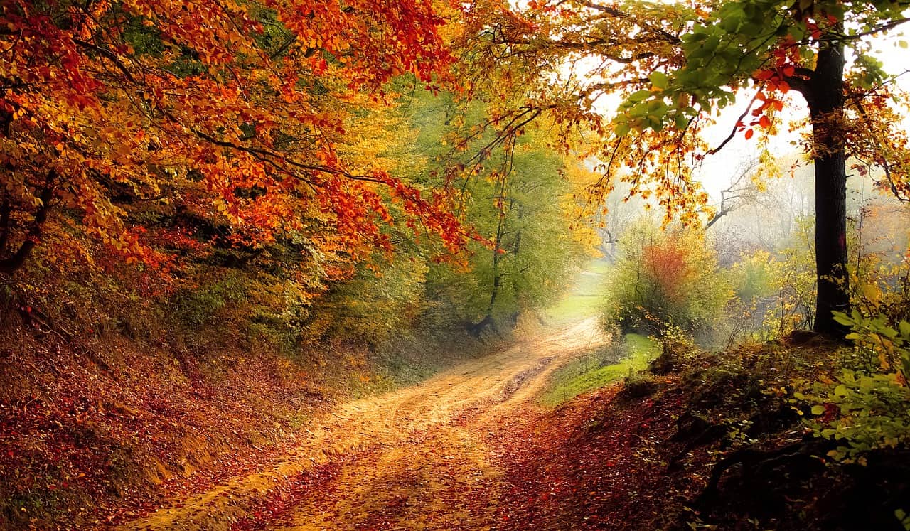 Waldweg im Herbst.